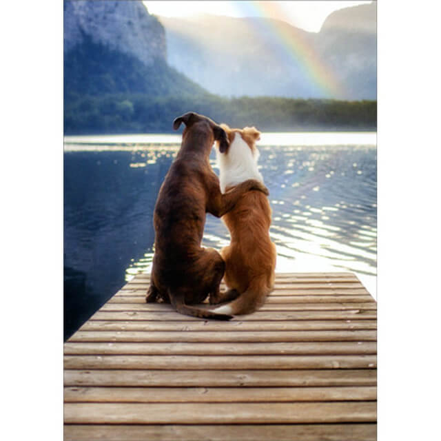 Avanti  Anniversary Card - 2 Dogs on Dock with Rain