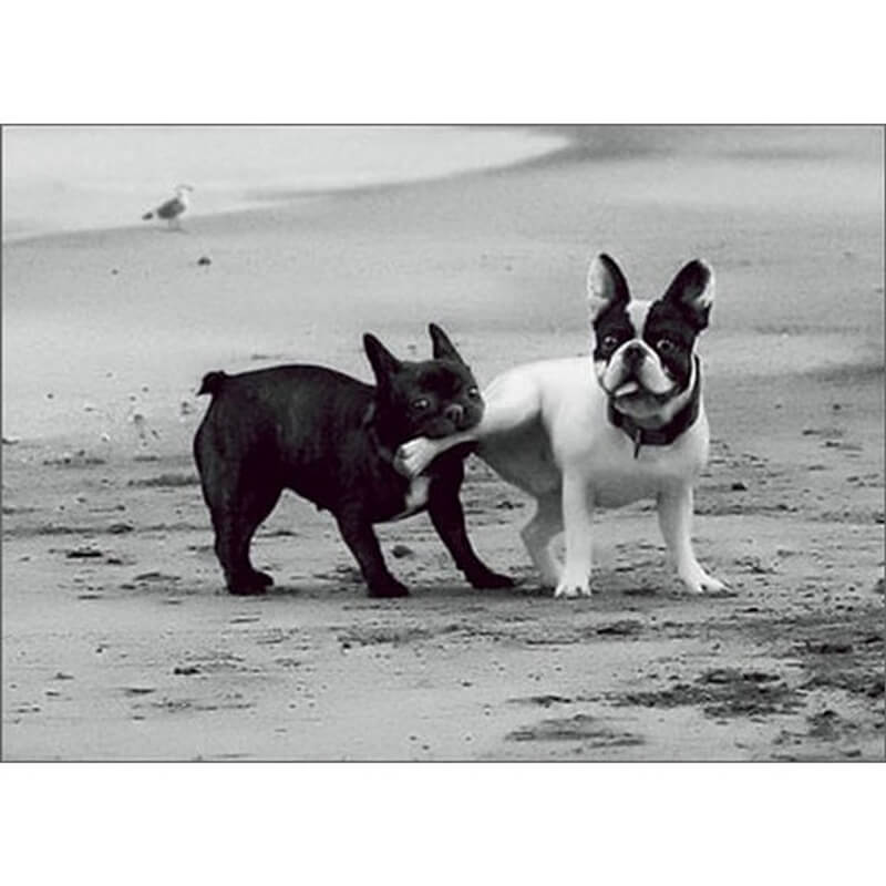 Avanti Anniversary Card -  Frenchies on a Beach