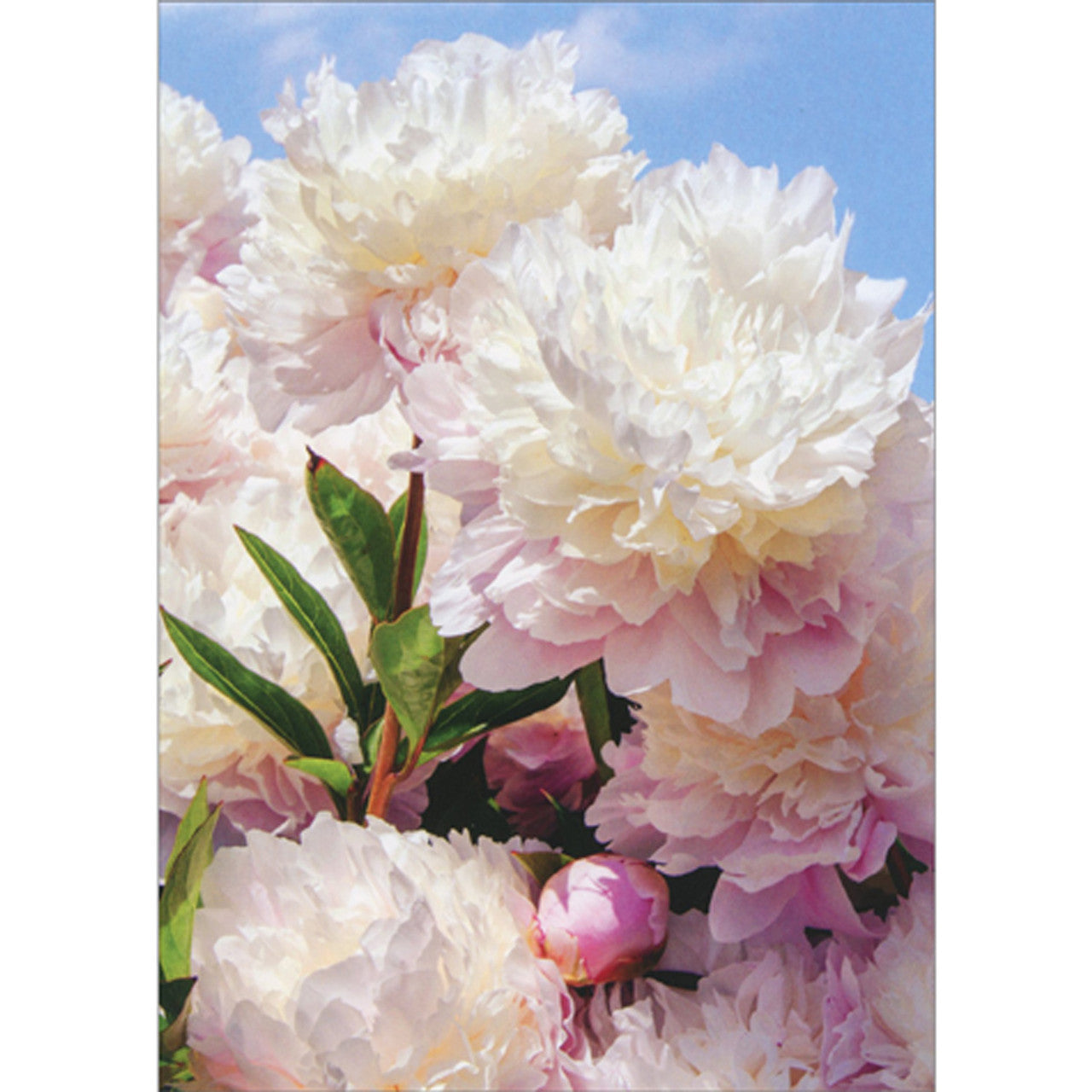 Avanti Pet Sympathy Card - White Peonies