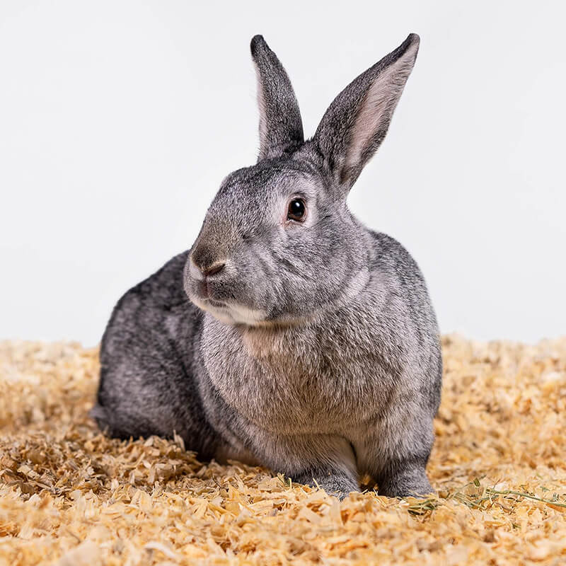 Pets Pick Kiln-Dried Soft Pine Bedding
