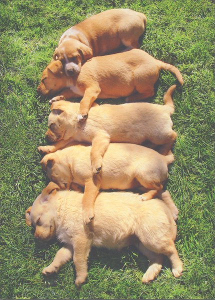 Avanti Birthday Card - Dogs in a Row