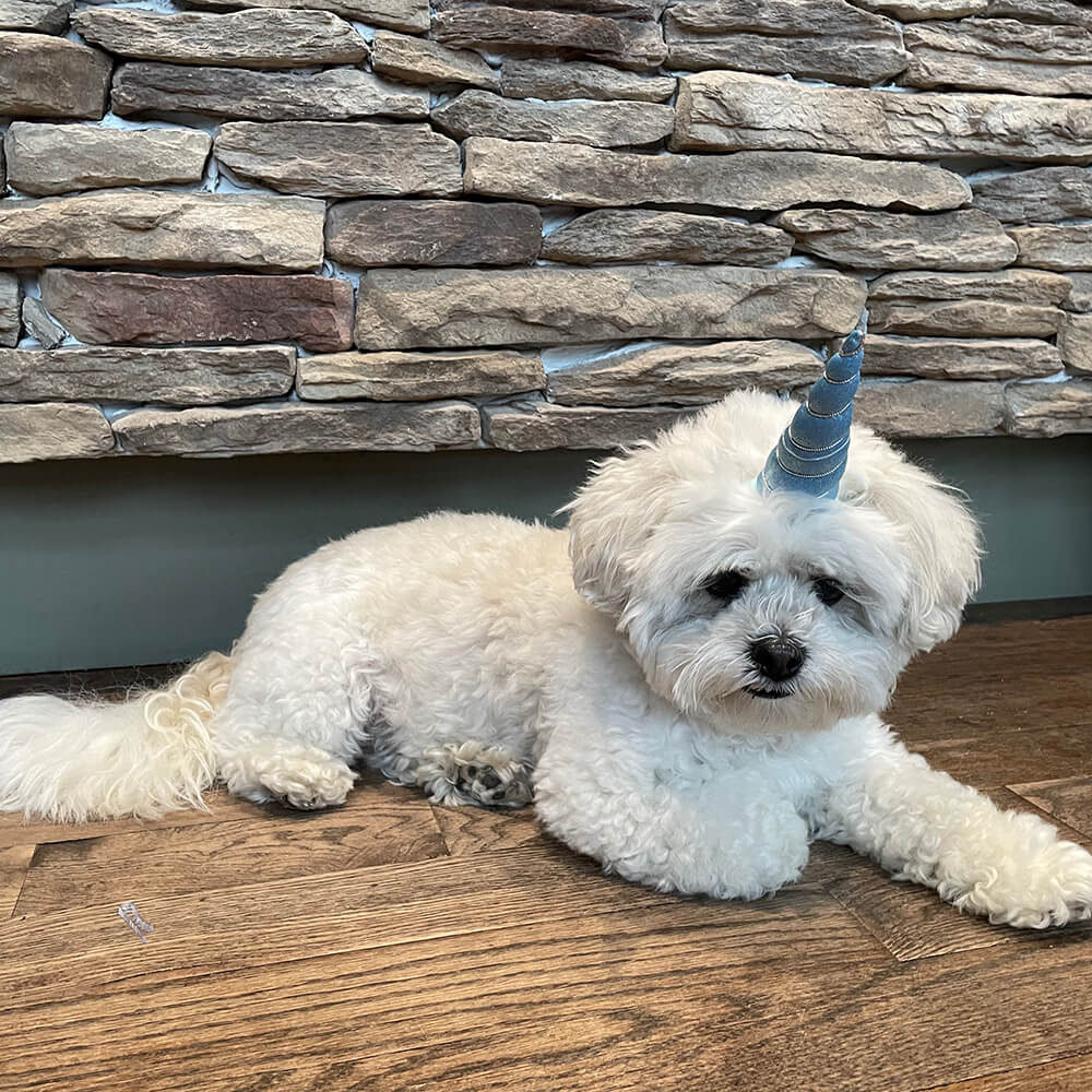 Mirage Pet Unicorn Horn for Pets